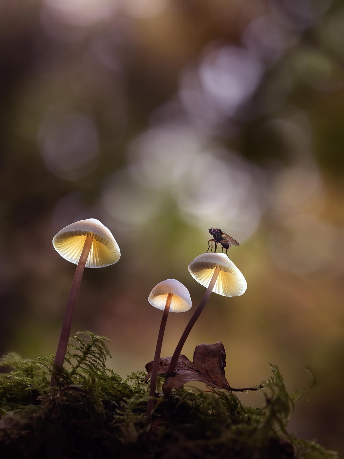 Glowing-shroom-westwood-Fly
