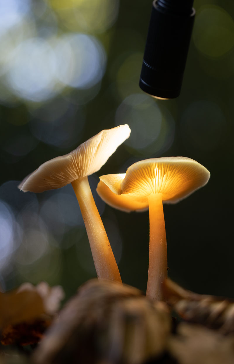 Illumination-F2