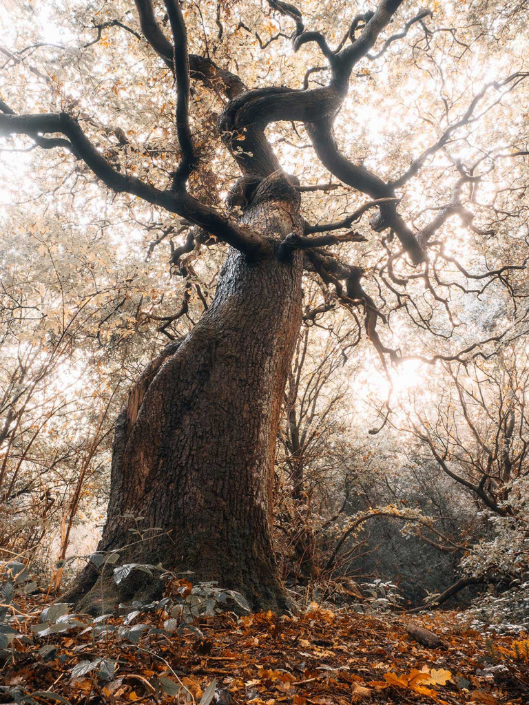 Twisted Oak-Yorkshire