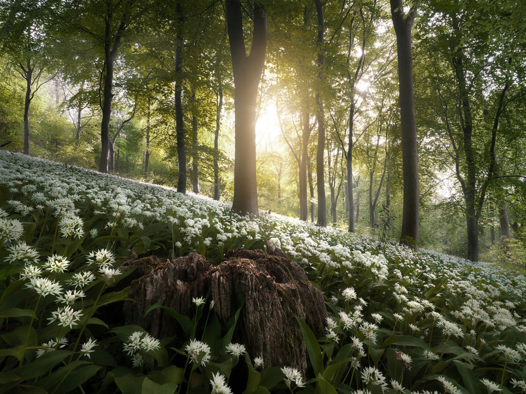 Wild Garlic in Spring 2-Yorkshire